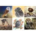 Card Pack Owl